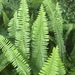Southern Sword Fern - Photo (c) taofeek, some rights reserved (CC BY-NC)