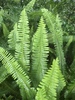 Southern Sword Fern - Photo (c) taofeek, some rights reserved (CC BY-NC)