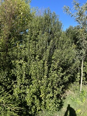 Pittosporum tenuifolium