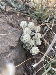 Gomphrena caespitosa