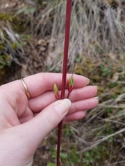 Acer glabrum douglasii