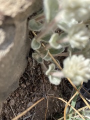 Gomphrena caespitosa