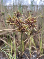 Cyperus