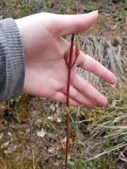 Acer glabrum douglasii