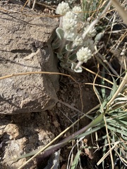 Gomphrena caespitosa