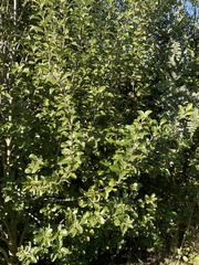 Pittosporum tenuifolium