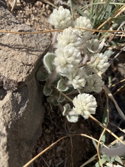 Gomphrena caespitosa