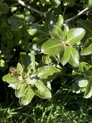 Pittosporum tenuifolium
