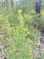 Pultenaea parviflora