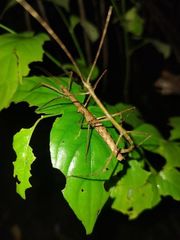 Exocnophila