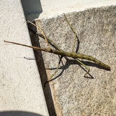 Cladomorphus phyllinus