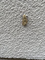 Spilarctia seriatopunctata