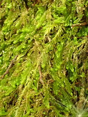 Solenostoma gracillimum