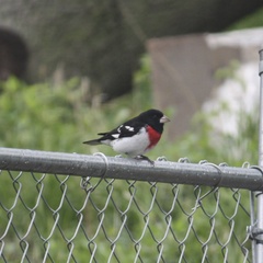 Pheucticus ludovicianus