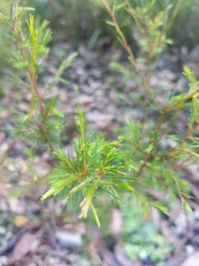 Dillwynia tenuifolia