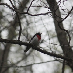 Pheucticus ludovicianus