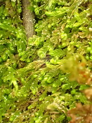 Solenostoma gracillimum