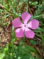 Phlox pilosa pilosa