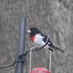 Pheucticus ludovicianus