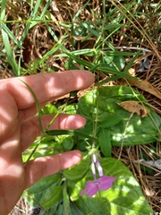 Phlox pilosa pilosa