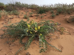 Astragalus longipetalus