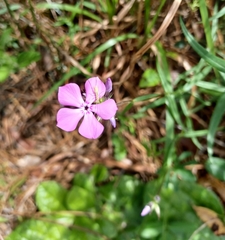 Phlox pilosa pilosa