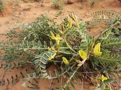 Astragalus longipetalus