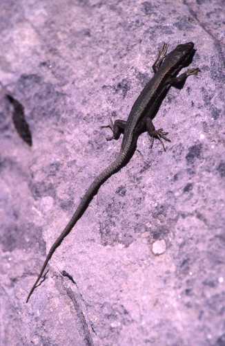 Iberolacerta bonnali