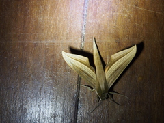 Xylophanes loelia