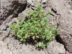 Balbisia gracilis