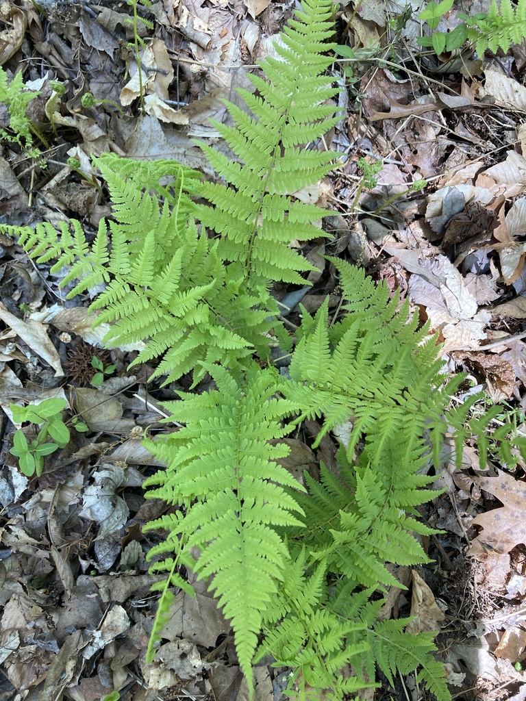 southern lady fern from Calvert County, US-MD, US on April 30, 2022 at ...