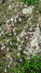 Saponaria