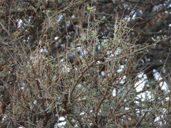 Geoffroea decorticans