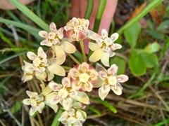 Asclepias michauxii