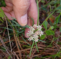 Asclepias michauxii