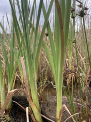 Typha capensis