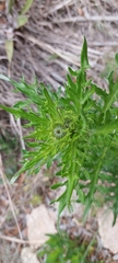 Cirsium engelmannii