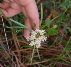 Asclepias michauxii