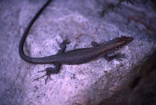 Hellenolacerta graeca