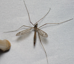 Tipula praecisa