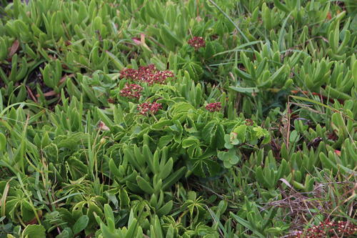 Cyphostemma cirrhosum