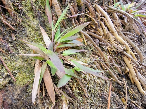 Image of Dichanthelium strigosum by no rights reserved