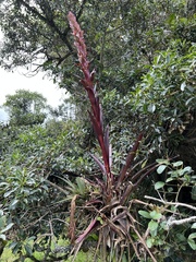 Tillandsia pastensis