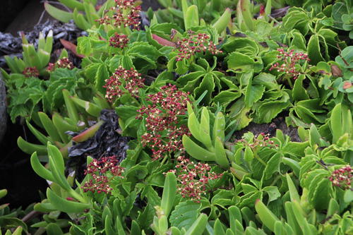 Cyphostemma cirrhosum