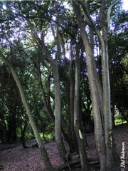 Beilschmiedia miersii