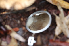 Russula erumpens