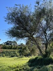Chamaecytisus prolifer