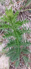 Cirsium engelmannii