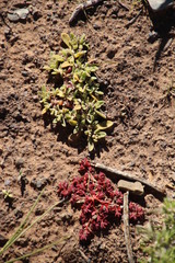 Euphorbia inaequilatera