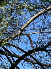 Chamaecytisus prolifer